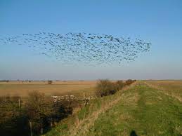 Bird migration