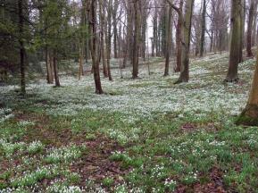 Snowdrop walk Walsingham