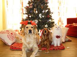 Xmas dogs