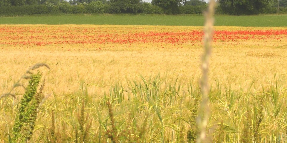 Poppies